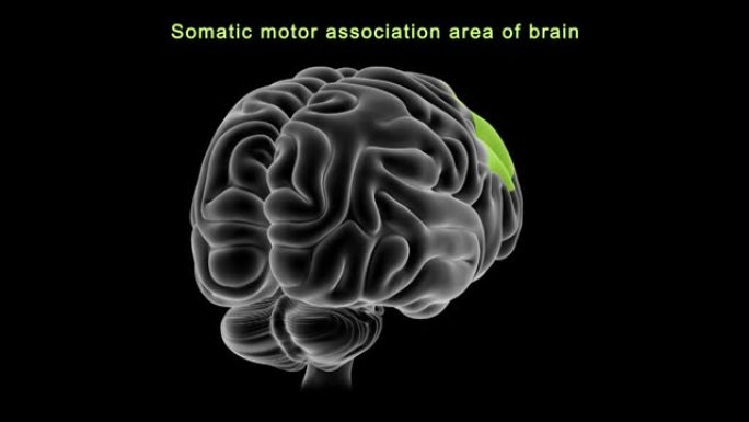 人脑躯体运动关联区