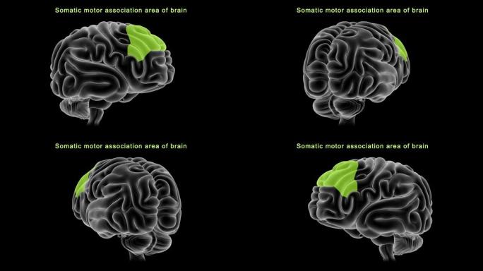 人脑躯体运动关联区