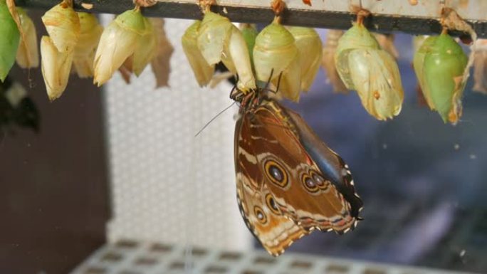人工体内各种种类和大小的绿色蝴蝶茧或p幼虫。温度和湿度控制的培养箱。