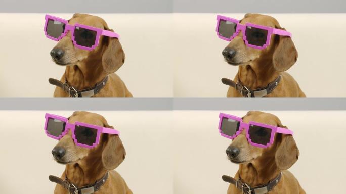 粉色眼镜腊肠犬的肖像。
