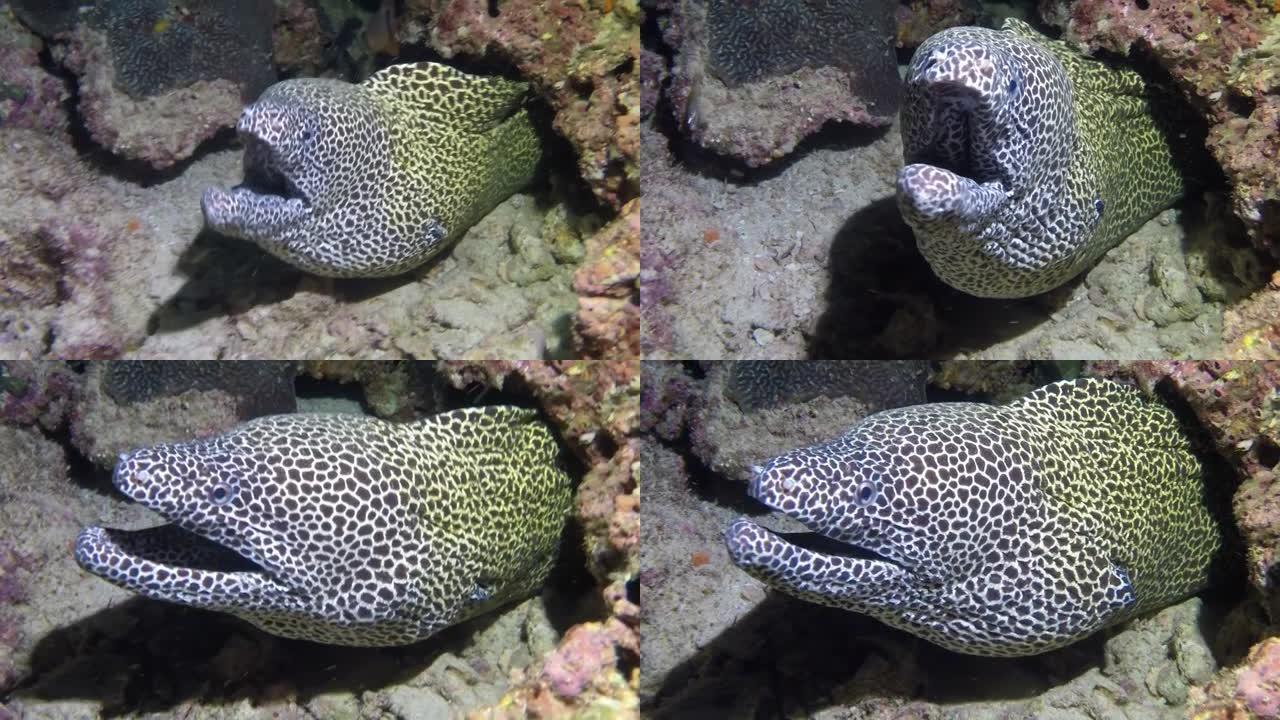 清洁濑鱼清洁礁石上的海鳗。