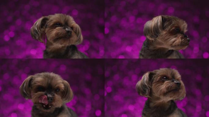 可爱的约克夏犬被他上方的东西分散了注意力，舔着嘴，站在紫色背景下