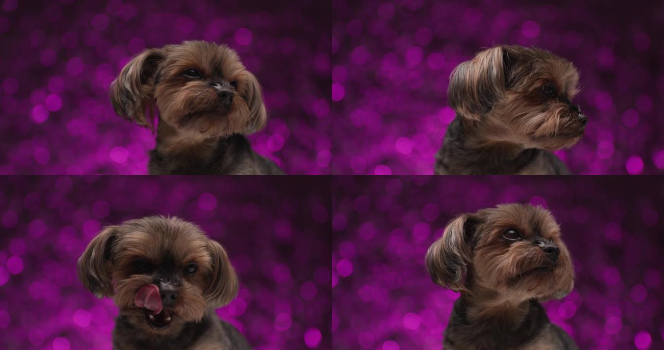 可爱的约克夏犬被他上方的东西分散了注意力，舔着嘴，站在紫色背景下