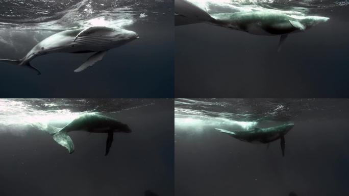 太平洋水下的特写鲸鱼。