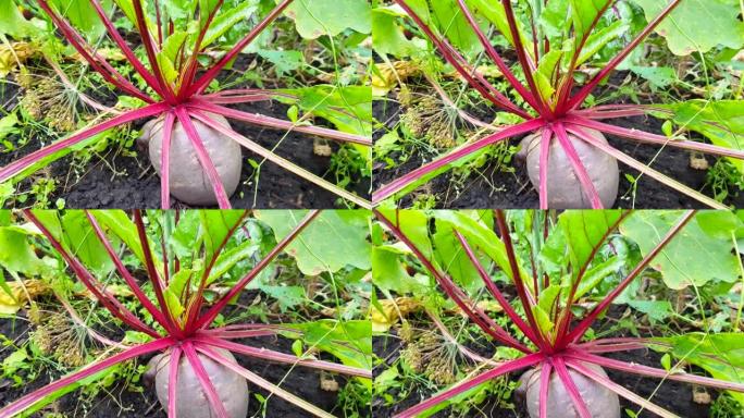 4k视频，甜菜根在蔬菜床上的花园里。带叶的甜菜根