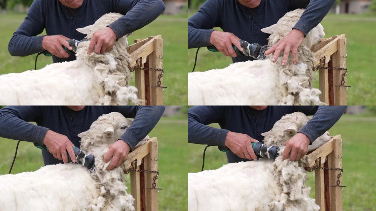 在农场剪羊毛。农民在农场剪羊毛的特写镜头