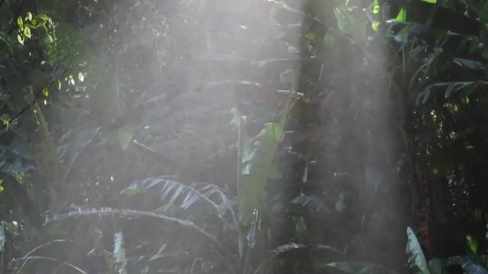 热带雨林，阳光和喷水对着树