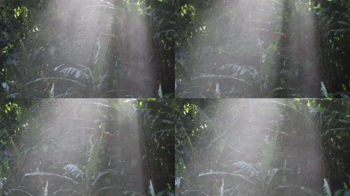 热带雨林，阳光和喷水对着树
