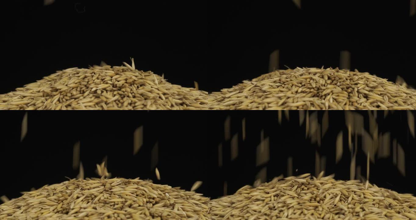 燕麦落在旋转的谷物堆上。以雨的形式落下的谷物