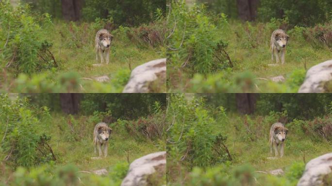 大而老的灰狼闻起来，在森林里寻找对手和危险