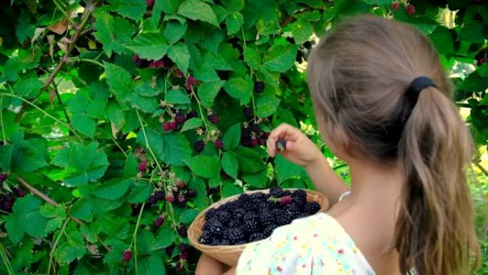 孩子在花园里摘黑莓。有选择性的重点。大自然。