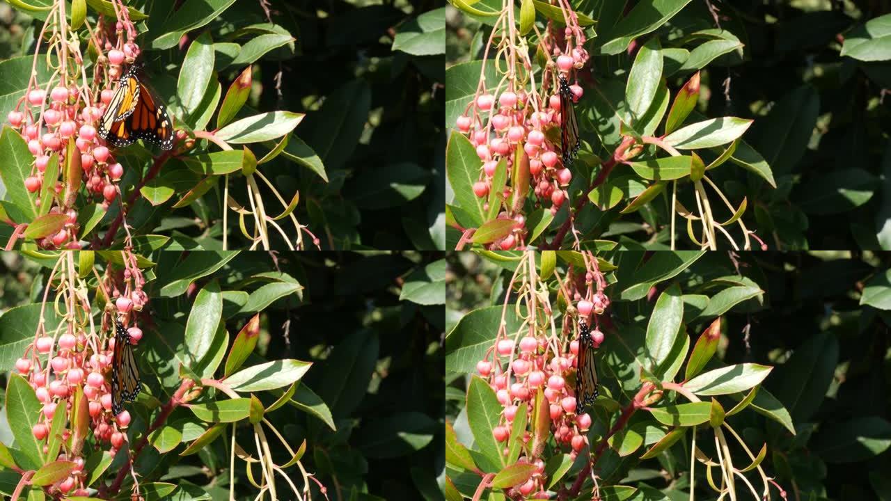 帝王蝶授粉杨梅花，美国加利福尼亚州。粉红色的madroone花朵，浪漫的植物氛围，精致的异国情调。春