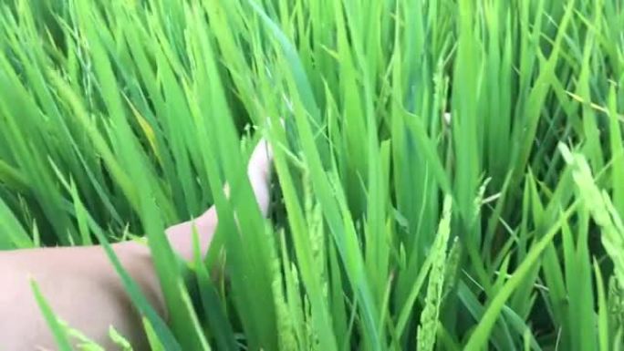 无法辨认的亚洲女性双手触摸稻田上的绿叶