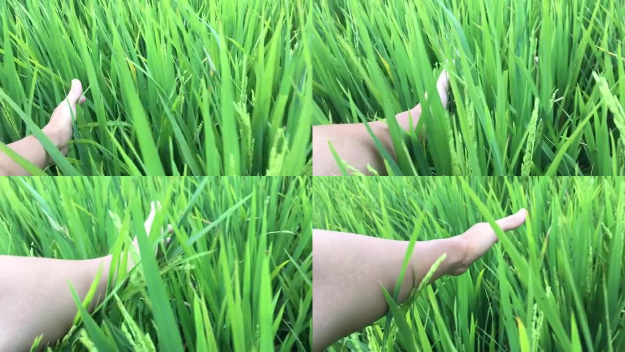 无法辨认的亚洲女性双手触摸稻田上的绿叶