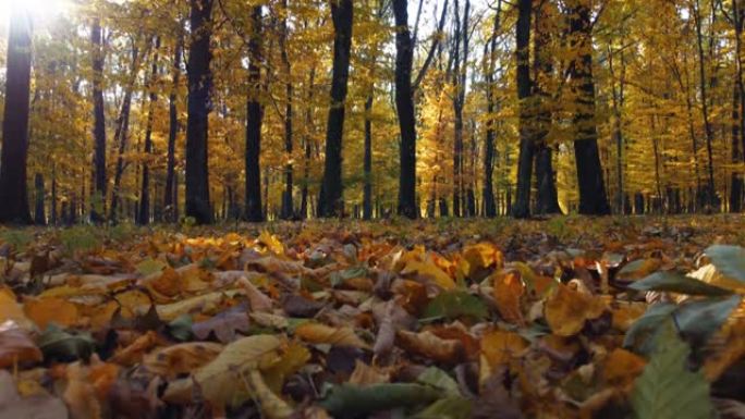 秋天的日子，地上烧焦的叶子和森林里五颜六色的树木。从地面上慢慢升起的景色，直到灿烂的太阳。