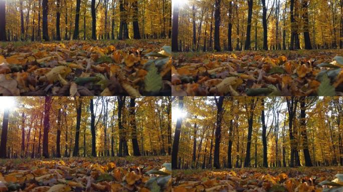秋天的日子，地上烧焦的叶子和森林里五颜六色的树木。从地面上慢慢升起的景色，直到灿烂的太阳。