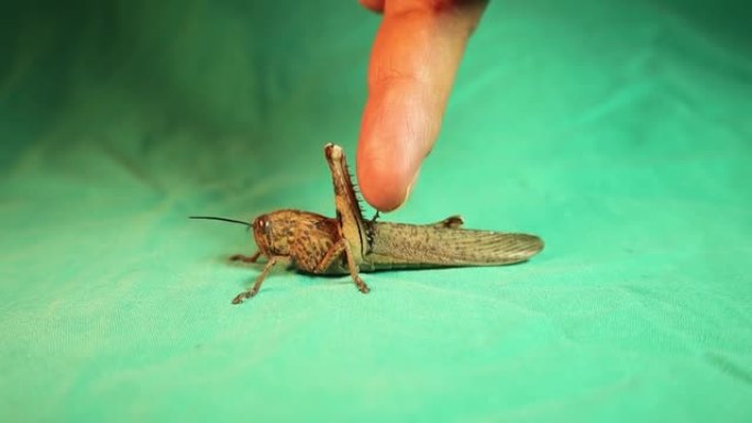 蚱蜢。
生物老师解释昆虫的部分。
头部，胸部，腹部。6条腿。
基本昆虫形态。
绿色背景上孤立的蚱蜢。