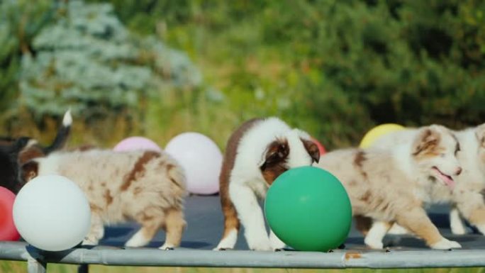 一群玩气球的小狗，狗派对