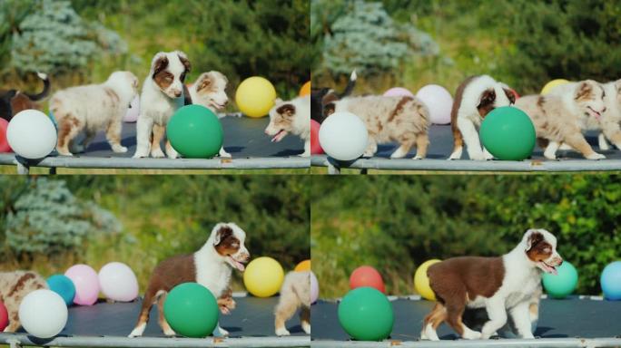 一群玩气球的小狗，狗派对