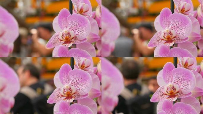 温室中彩色粉红色兰花的展览