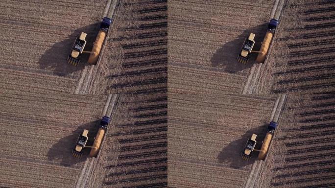 空中无人机拍摄了联合收割机在谷物卡车后面脱落的玉米粒，以在玉米田附近运输收成