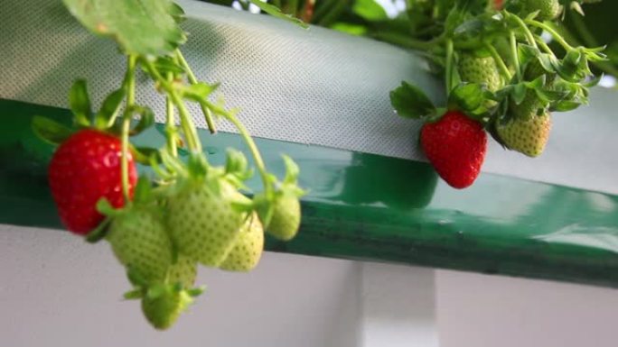 草莓水果在乙烯基屋，韩国，河南