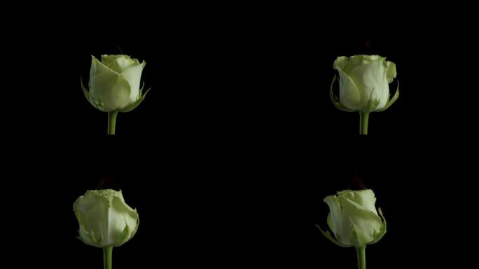 黑暗中绽放的白玫瑰。