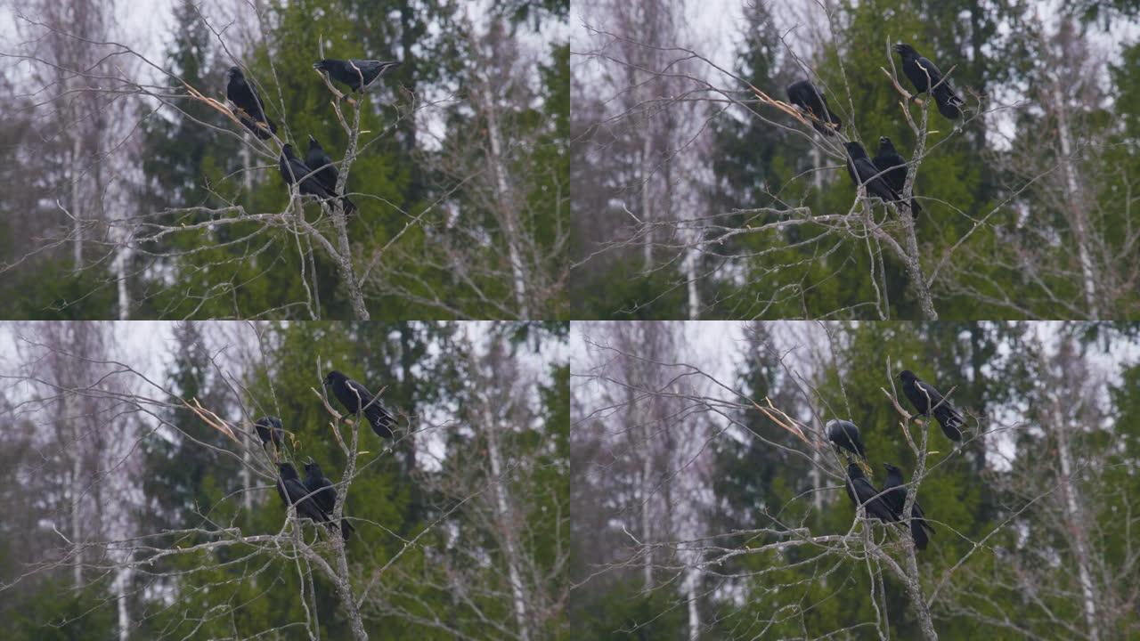 普通乌鸦吃达芙妮·梅泽林的树皮，白俄罗斯的秋天