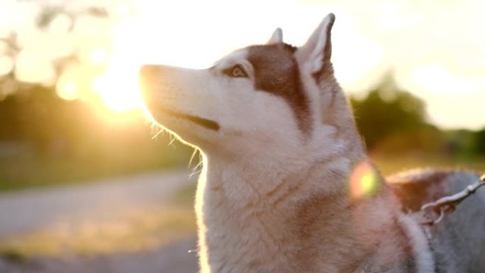 狗在日落时在公园里繁殖西伯利亚哈士奇，肖像