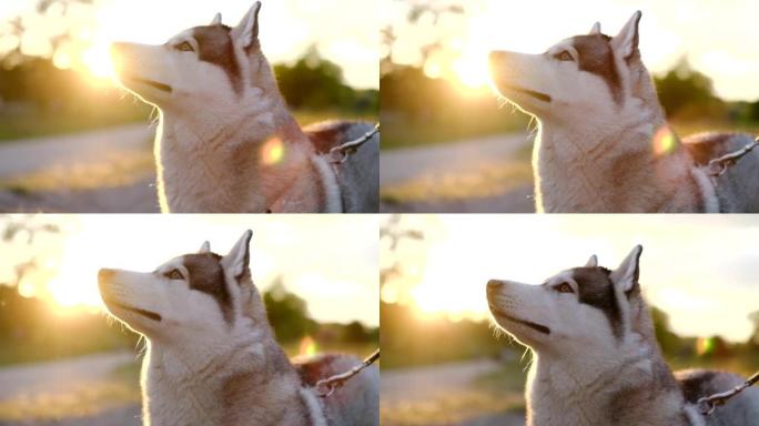 狗在日落时在公园里繁殖西伯利亚哈士奇，肖像