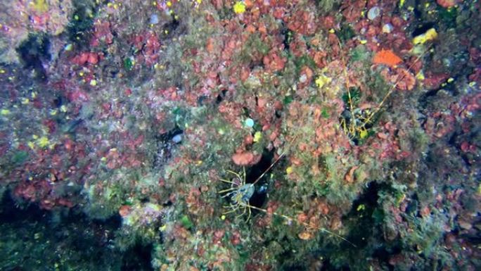 五颜六色的珊瑚礁中的龙虾