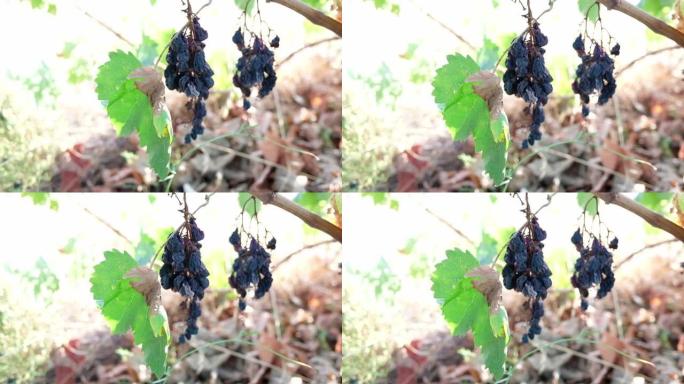 树枝上腐烂的黑葡萄