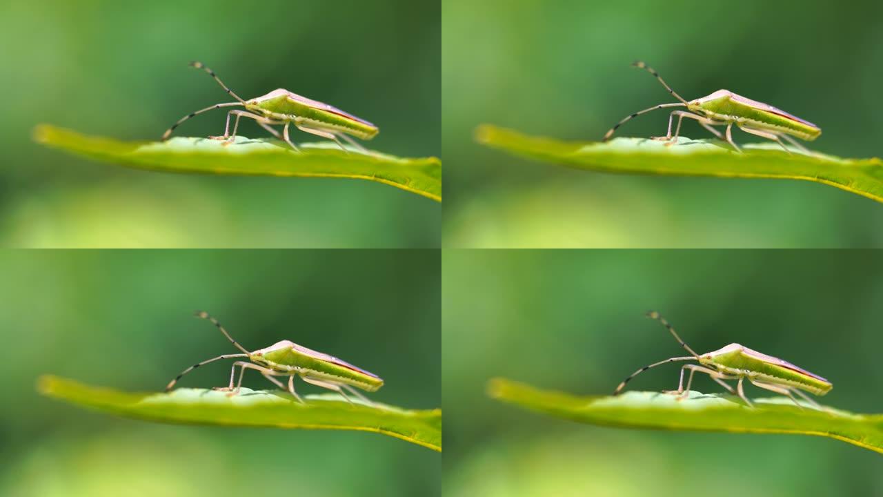 叶子上昆虫的特写绿色小虫子