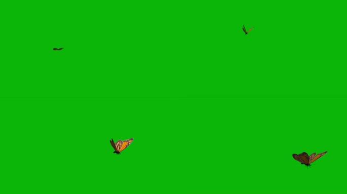 蝴蝶在绿色屏幕上飞翔