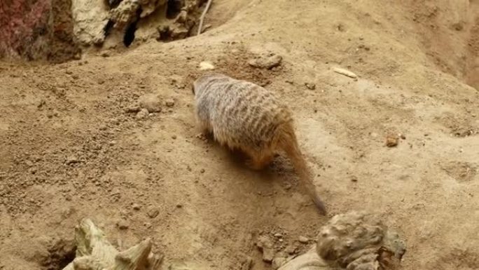沙漠中的猫鼬会挖洞并为自己建造隧道。