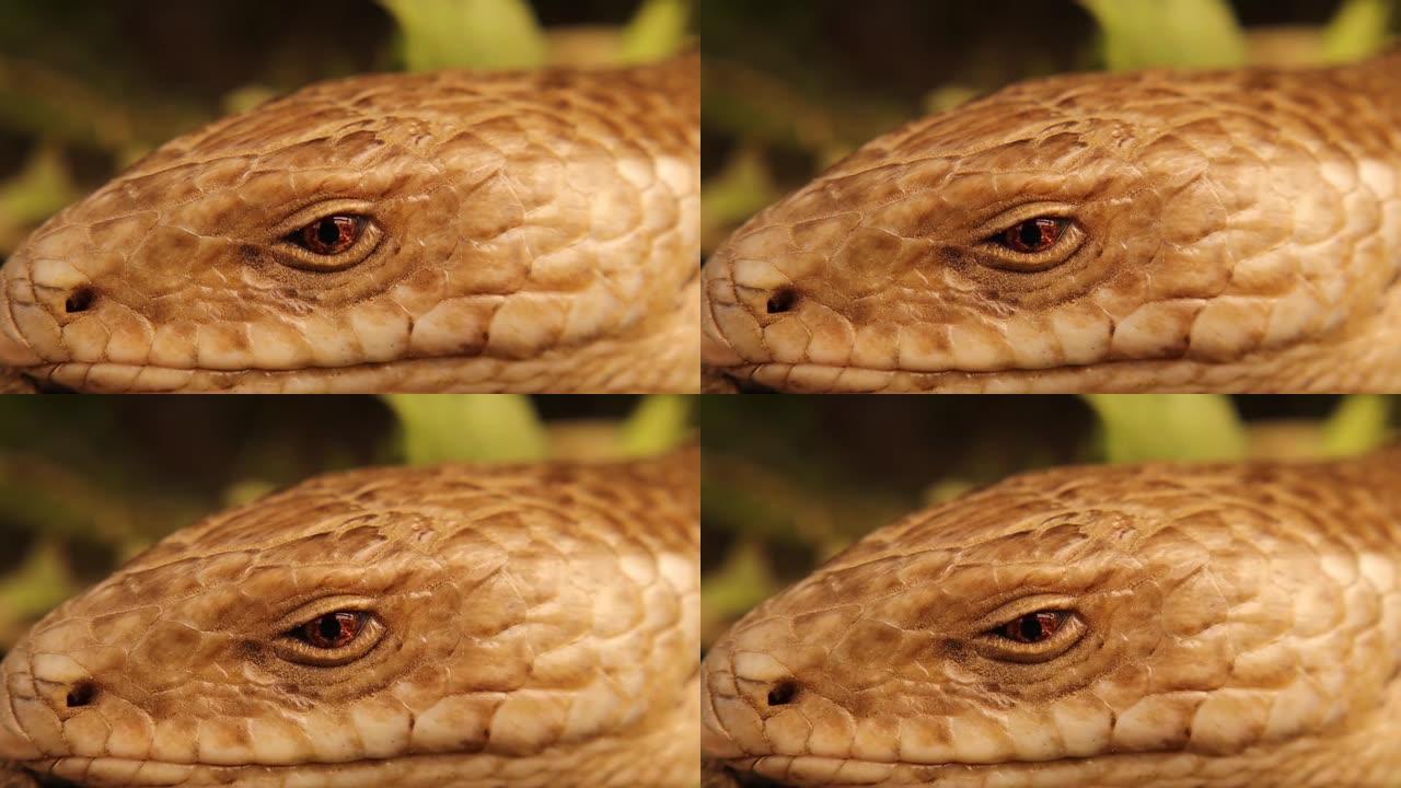 蛇或蜥蜴。
伯顿无腿蜥蜴: Lialis burtonis
其特征: 具有眼睑，具有外耳开口和宽舌。