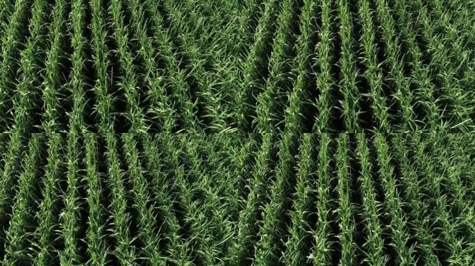 无人机飞越田间生长的甘蔗植物的航拍镜头