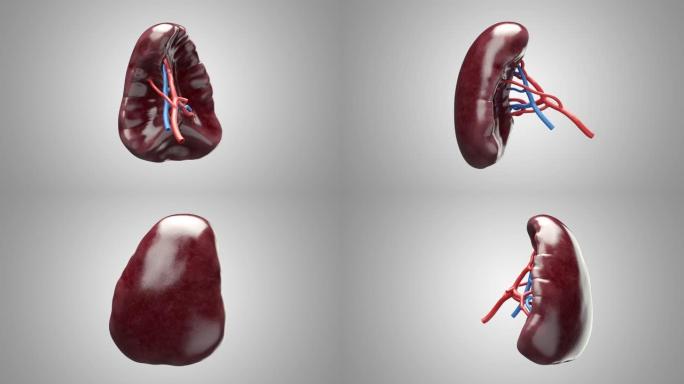 解剖准确的人体内脏脾转盘3d动画