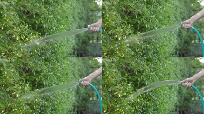 浇水树。女人的手臂正在使用喷水软管。女园丁，用软管浇灌家庭花园中的植物和树木。从橡胶管注入水。给后院