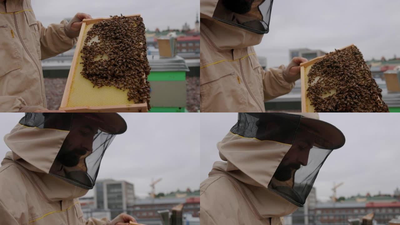 城市养蜂人在讨论昆虫类养蜂采蜜蜂农