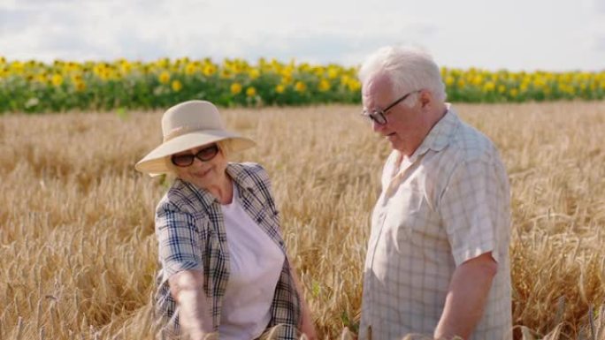 笑容满面的老农和她的丈夫在麦田里摘了一些麦穗，检查着麦穗