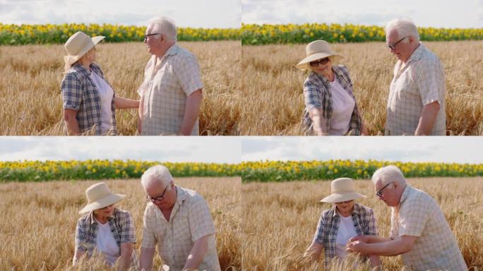 笑容满面的老农和她的丈夫在麦田里摘了一些麦穗，检查着麦穗