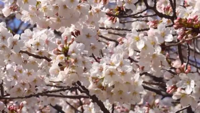 盛开的樱花白色花朵风吹枝头季节