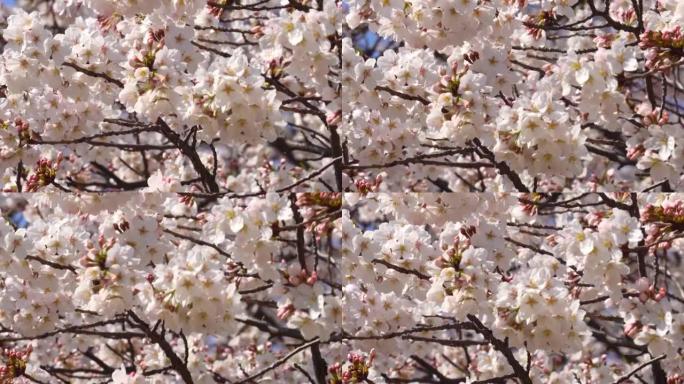 盛开的樱花白色花朵风吹枝头季节
