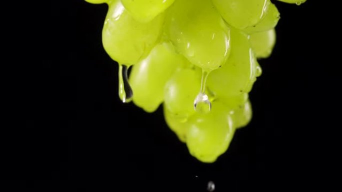 成熟多汁的绿色葡萄束，黑色工作室背景上有雨滴。水滴从甜美的秋天葡萄的浆果中流下。葡萄藤蔓有飞溅和滴水