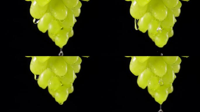 成熟多汁的绿色葡萄束，黑色工作室背景上有雨滴。水滴从甜美的秋天葡萄的浆果中流下。葡萄藤蔓有飞溅和滴水