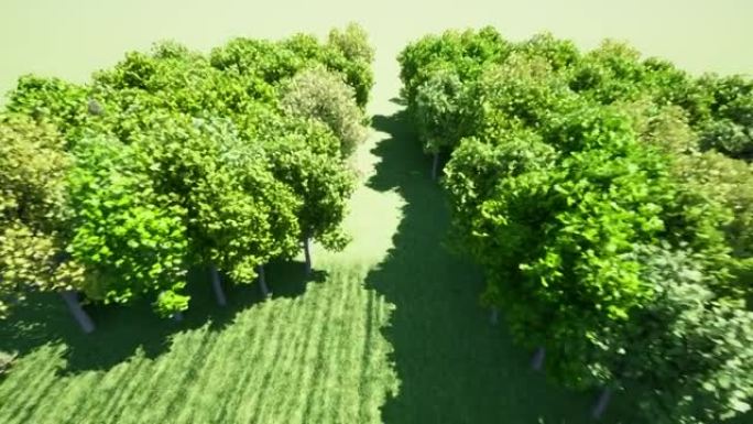 森林肺环境自然地球拯救地球绿色星球4k