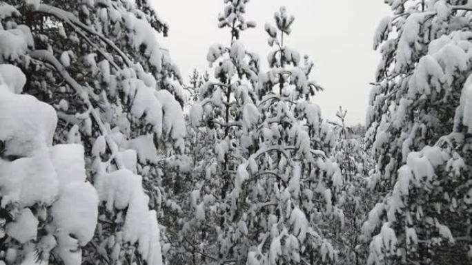 圣诞冬季森林壮观地覆盖着白雪，鸟瞰图。