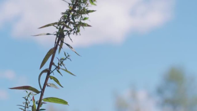 浅聚焦岩石河畔的紫色松散植物