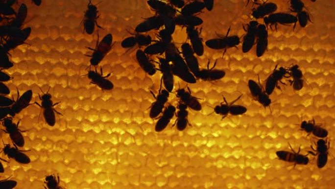 蜂巢内蜜蜂的轮廓。蜂窝特写。蜂巢宏观中的蜜蜂群体。蜂巢内的详细拍摄，蜂巢中带有蜂蜜和花粉的蜡细胞。梳